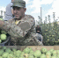 Крымские аграрии собирают щедрый урожай яблок осенних сортов - Crimea-news.com