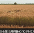 На территории Крыма спустя 8 лет стартовала уборка риса - Crimea-news.com