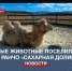 Новый верблюд поселился на ранчо для спасённых животных под Севастополем - Crimea-news.com