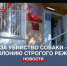 За убийство собаки севастополец отправится в колонию строгого режима - Crimea-news.com