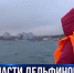 Следственный комитет и прокуратура начали проверку по факту жестокого обращения с дельфинами - Crimea-news.com