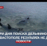 Три дня поиска выброшенных дельфинов в Севастополе результата не дали - Crimea-news.com
