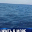 В Севастополе продолжают искать выброшенных в море дельфинов - Crimea-news.com