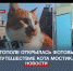 В Севастополе открыли фотовыставку «Путешествие кота Мостика» - Crimea-news.com