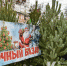 В крымских лесах к Новому году заготовят для продажи 600 сосен - Crimea-news.com