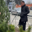 В Симферополе контролируют реализацию хвойных насаждений - Crimea-news.com