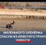 Маленькому оленёнку помогли выбраться из илистого грунта под Симферополем - Crimea-news.com