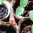 Рассада будет рада: как вырастить хороший урожай - Crimea-news.com