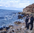 Мёртвого дельфина нашли на берегу моря в Севастополе - Crimea-news.com