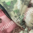 Двое севастопольцев на территории природного ландшафтного заказника «Байдарский» застрелили и разделали дикого кабана - Crimea-news.com