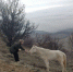 В Крыму районе Демерджи под «головой Екатерины» местные жители обнаружили лошадь со сломанной ногой, ей требуется помощь - Crimea-news.com