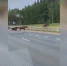Семья из четырех лосей вышла на автомагистраль под Подольском - Crimea-news.com