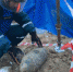 Артиллерийский снаряд нашли на пляже в Севастополе - Вести Крым