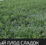 В Крыму приступили к сбору арбузов - Crimea-news.com