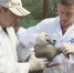 С 7-го по 12-е августа в Севастополе пройдет вакцинация собак, кошек и домашней птицы - Crimea-news.com