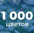 1000 петуний и агератума высадили специалисты «Зеленстроя» на Набережной - Crimea-news.com