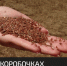 На крымских полях стартовала уборка льна - Crimea-news.com