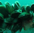 Морские воды в Севастополе, загрязненные нефтью, поможет очистить живой щит из мидий- мнение ученых - Вести Крым