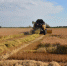 На первом этапе уборки рисовые колосья укладывают в валок для просушки. - Крымская правда