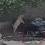 В Симферополе коза забралась на спорткар, чтобы полакомиться свежей растительностью - Крымское информационное агентство