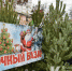 Где в Евпатории можно купить ёлку - Крымское информационное агентство