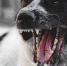 В Керчи пожаловались на стаю бродячих собак, не пускающих детей в школу - Крымское информационное агентство