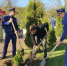 В Керчи прокуроры высадили 90 туй - Комсомольская правда