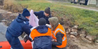 В Керчи спасли попавшего в мазут лебедя - Крымское информационное агентство