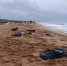 Эксперт рассказал, когда экосистема Чёрного моря восстановится после разлива мазута - Крымское информационное агентство