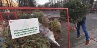 В Симферополе можно будет сдать елки на переработку - Комсомольская правда