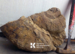 В Симферополе нашли самого крупного за всю историю доисторического моллюска