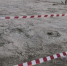 В Крыму под Бахчисараем установили карантинную зону из-за трипса - Вести Крым
