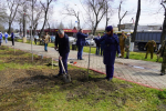 Саженцы Тополя Победы и 80 краснолистных тополей высадили в Керчи