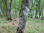 В Республике Крым продолжаются наземные наблюдения за санитарным и лесопатологическим состоянием лесов на пунктах постоянных наблюдений