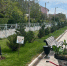 На набережной Терешковой в Евпатории высадили канны - Комсомольская правда