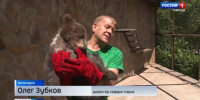 Следком начал проверку по факту нападения хищника на директора парка Львов «Тайган» - Вести Крым