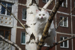 Сосед может быть живодером: в краснодарском поселке орудует котолов