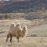 Погода на 14 ноября 2025 года в Крыму и Севастополе: воздух прогреется до 13 градусов - Комсомольская правда