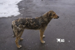 В Бахчисарае трем пострадавшим от собак детям заплатят по 20 тысяч рублей