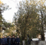 Церемония возложения цветов на Военном мемориальном кладбище Симферополя. - Крымская правда
