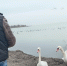 Береговую линию Керченского пролива проверили на загрязнение птиц мазутом - КрымИнформ
