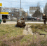 Автомобильные кольца Керчи облагородили зелёными насаждениями - КрымИнформ