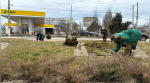 Автомобильные кольца Керчи облагородили зелёными насаждениями