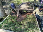 В крымских питомниках выращивают более 2,2 млн сеянцев для восстановления лесов