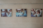 В Симферополе проходит фотовыставка «Искусство исцелять», посвящённая труду медицинских специалистов
