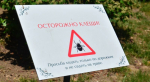 Почти 60 крымчан заразились боррелиозом из-за укусов клещей