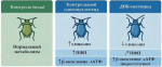 Учёные КФУ работают над реализацией гранта РНФ «Усовершенствование и расширение арсенала олигонуклеотидных пестицидов на основе генов рРНК вредителей и поиск их аналогов в природе»